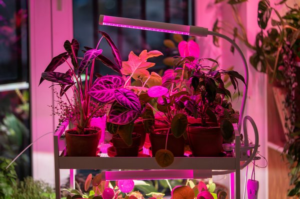Optimisez votre culture avec les led horticoles professionnels